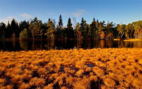 Grass Wet Fields Sky Forest Gold Leaves 1080p Tundra Marsh