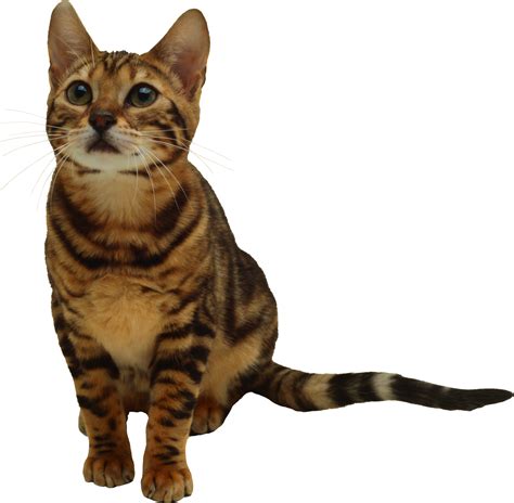 We did not find results for: Cute Looking Cat PNG Image - PurePNG | Free transparent ...