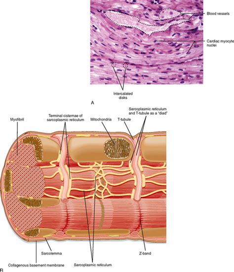 Due to its vital function, it requires a highly specialised circulation. Cardiac Muscle | Basicmedical Key