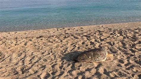 Άλλη μια νεκρή χελώνα Καρέτα Καρέτα σε παραλία της Λευκάδας Zougla