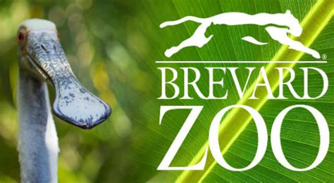 Registration Now Open For Brevard Zoo Summer Camps For Kindergarten