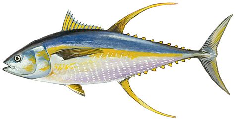 Yellowfin Tuna Delaware Fish Facts