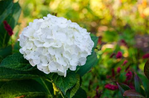 White Hydrangea In Full Bloom Stock Image Image Of Orange Natural