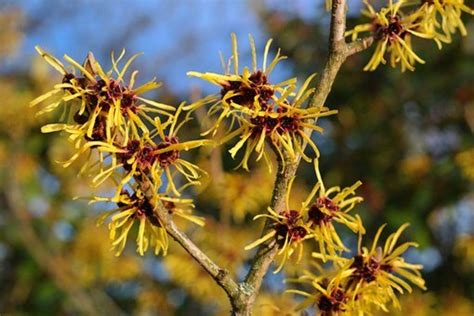 How To Grow Witch Hazel A Native Plant For Winter Interest Dengarden