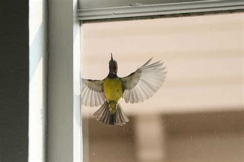nature curiosity why do birds fly into windows forest preserve district of will county