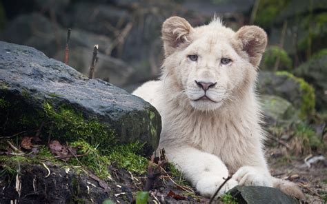 Download Free White Lion Backgrounds