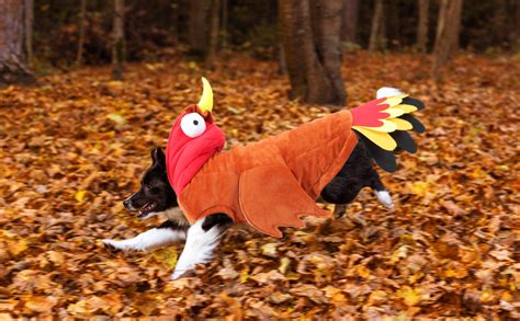 Bwogue Large Dog Turkey Costumedog Thanksgiving Costume