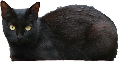 Download Black Cat Transparent Hq Png Image Freepngimg