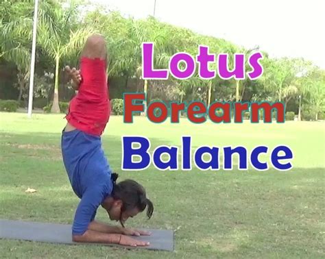 Lotus Forearm Balance Pincha Mayurasana In Padmasana Yoga Arm