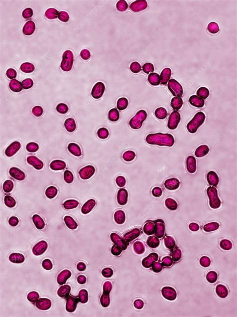 Streptococcus Pneumoniae Bacteria Lm Stock Image C0282787