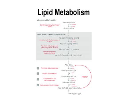 Lipid Metabolism Concept Map