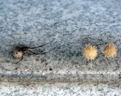 Brown Widow Spider And Eggs Brownwidowspider3316 Flickr