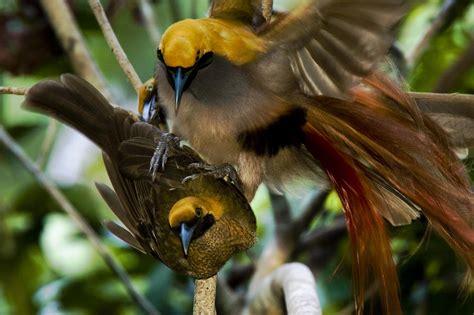 A Male Goldies Bird Of Paradise Mates Photograph By Tim Laman