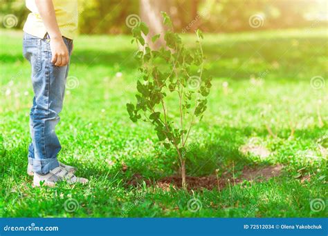 Both Child And Sapling Are Growing Stock Photo Image Of Natural