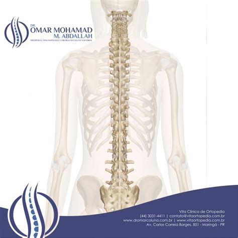 Anatomia Da Coluna Vertebral Dr Omar