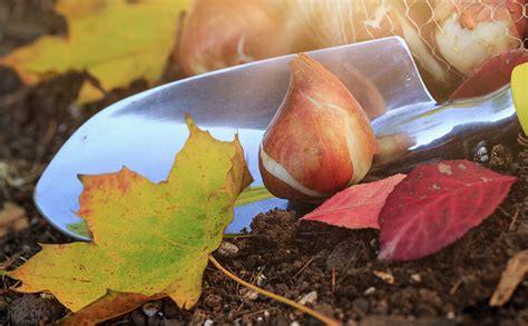 Dammanns Garden Company Its Time To Plant Fall Bulbs 10 Simple Tips