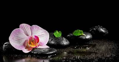 Spa Orchid Water Stones Flower Zen Background
