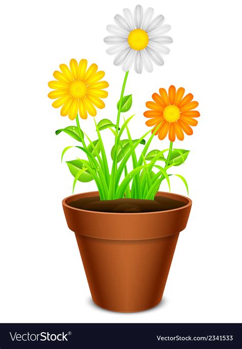Sunflower cartoon grown in a flowerpot isolated on a white. Flowers in a pot Royalty Free Vector Image - VectorStock