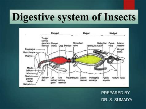 Insect Digestive System Ppt