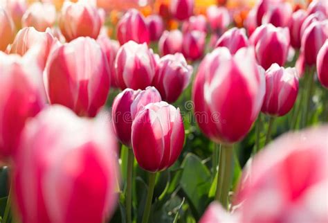 Beautiful Red Tulips In A Flowerbed With Sunny Light Stock Image