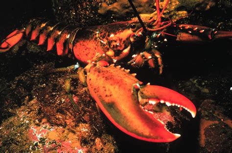 Study Shows That Lobsters Can Detect Sound And Raises Concern About
