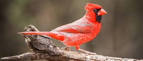Audubon T Center Northern Cardinal