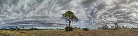 Big Cypress Florida Photograph By Rudy Umans Fine Art America