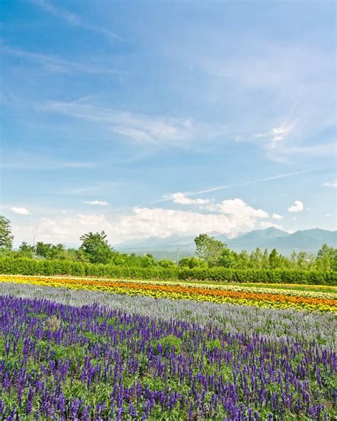 Biei And Furano Flower Fields Hokkaido Japan Stock Image Image Of