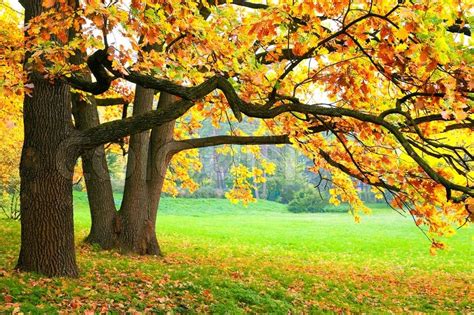 Autumn Trees Stock Photo Colourbox