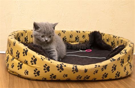 Kitten In Its Bed Stock Photo Image Of Mammal Sitting 16588106