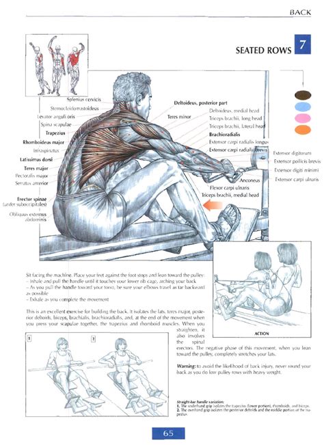 Knowing the anatomy of each muscle group is. Strength Training Anatomy Review - Sports Science .co