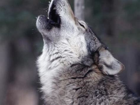 Decoding A Wolfs Howl Grey Wolf Wolf Howling Wolves Photography