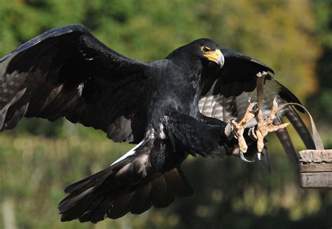 Newent National Bird Of Prey Centre Verreauxs Eagle 2 Flickr