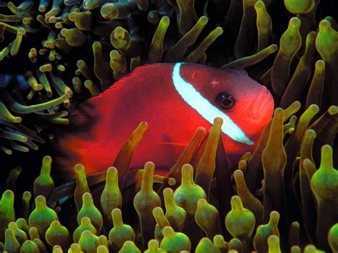 30 Deep Sea Animal Corel Aqua HD Wallpapers { SET 11 ...