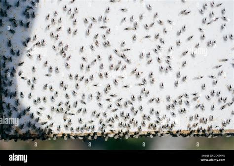 A Swarm Of Flying Ants Gather On A White Background Stock Photo Alamy