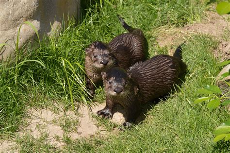 Zoo To Debut River Otter Pups To Public The Buttonwood Park Zoo