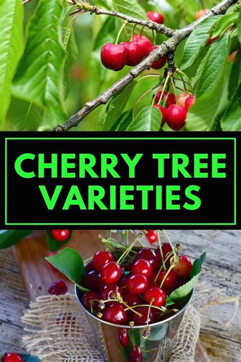 Cherry Tree Varieties Modern Design Cherry Tree Varieties Growing Cherry Trees Growing