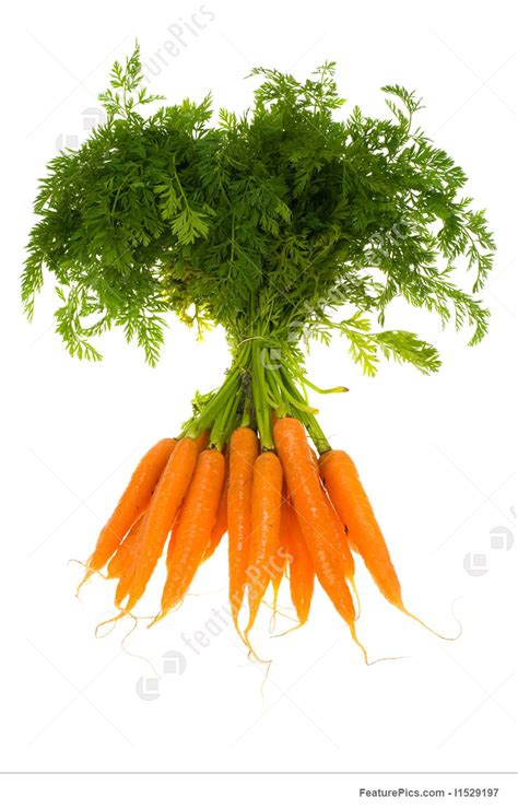 Food Bunch Of Carrots Stock Picture I1529197 At Featurepics