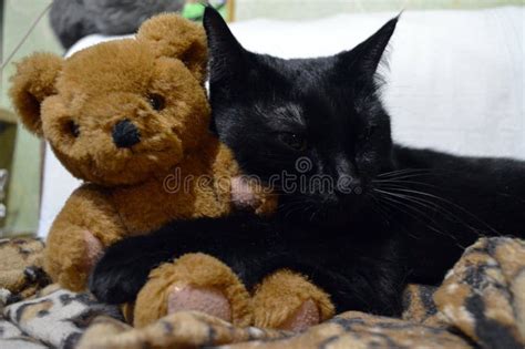 Teddy Bear Hug Stock Images Download 4677 Royalty Free Photos