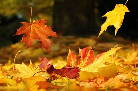 Hypnogoria Folklore On Friday Autumn Leaves