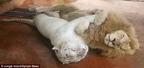 While male cats tend towards whether you choose a male cat or a female cat, you are sure to have a sweet and loyal friend for life. Big cat nap! Heartwarming pictures show lion and tiger ...