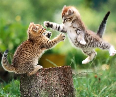 Cat Fight Cat Cute Fight Subbu HD Wallpaper Peakpx