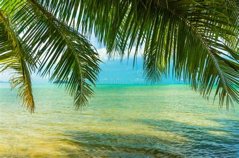 Sunny Tropical Beach Turquoise Thailand Sea With Palm