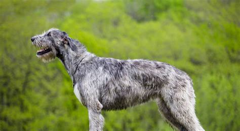 Ирландский волкодав: добродушный гигант | Огородники