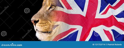 3469 Flag Lion Stock Photos Free And Royalty Free Stock Photos From