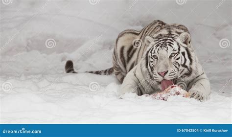 White Tiger Eating Meat Stock Photo Image Of Striped 67042504
