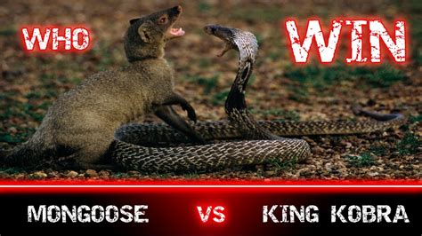 King Cobra Vs Mongoose Who Win Snakes Fears This Animal Fight Youtube
