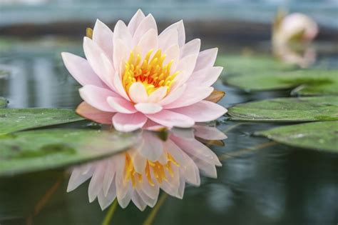 Maybe you would like to learn more about one of these? Lotus Flower Images Full HD Pictures And Wallpapers