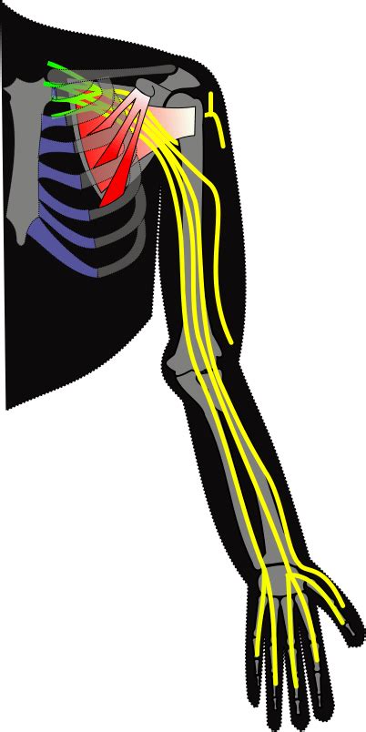 Brachial Plexus Facts Location Distribution Formation And Summary