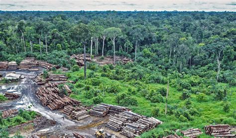 Illegal Logging Pictures Philippines Ajor Png